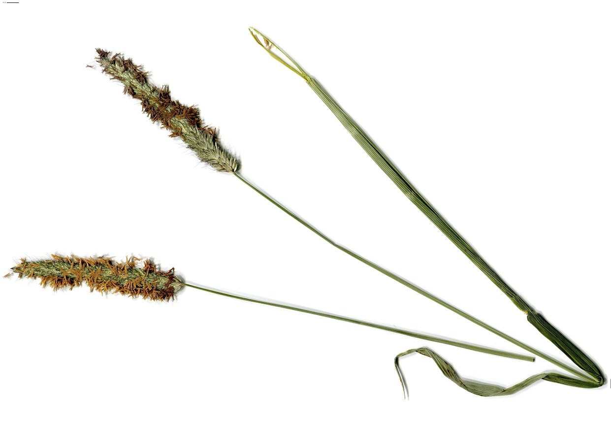 Alopecurus arundinaceus subsp. arundinaceus (Poaceae)